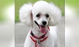 狗狗视频大全,欢乐瞬间，温馨瞬间，萌态百出